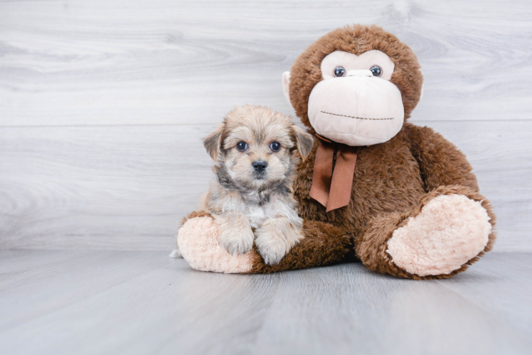 Morkie Puppy for Adoption