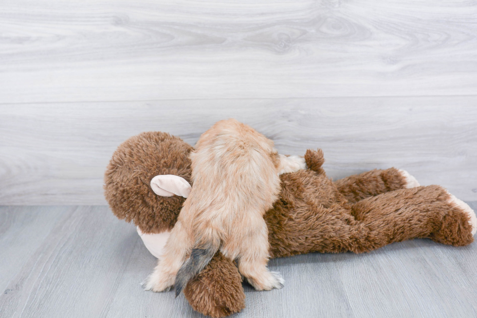 Morkie Puppy for Adoption