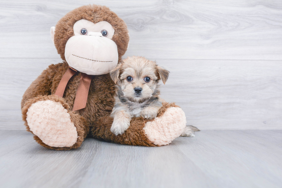 Popular Morkie Designer Pup