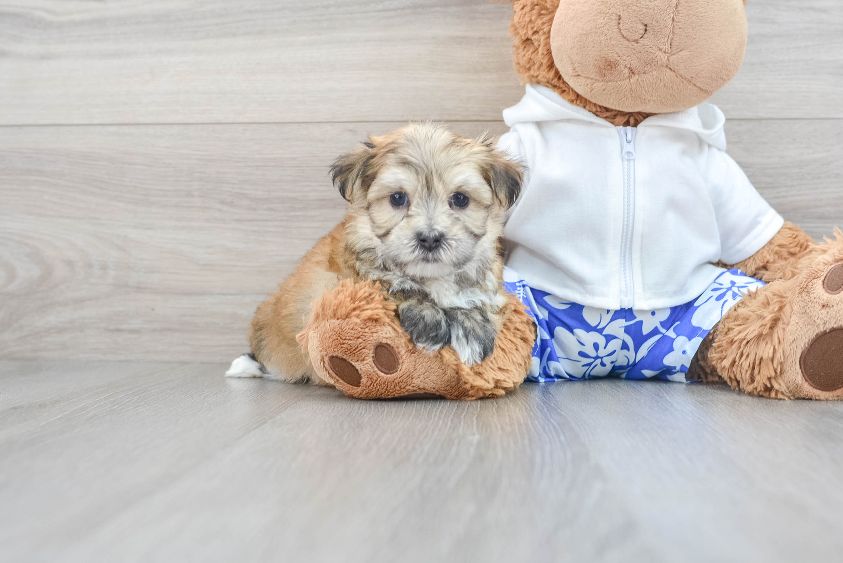 Morkie Puppy for Adoption