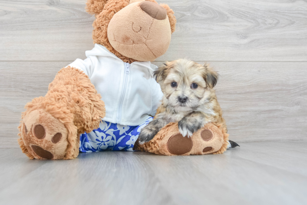 Playful Yorkie Designer Puppy