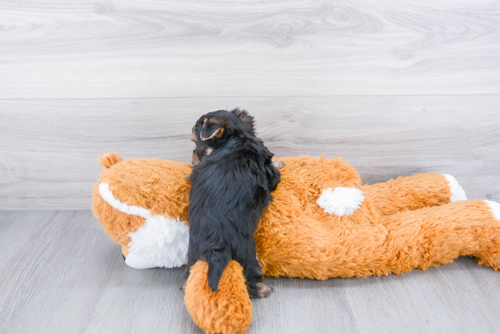 Morkie Pup Being Cute