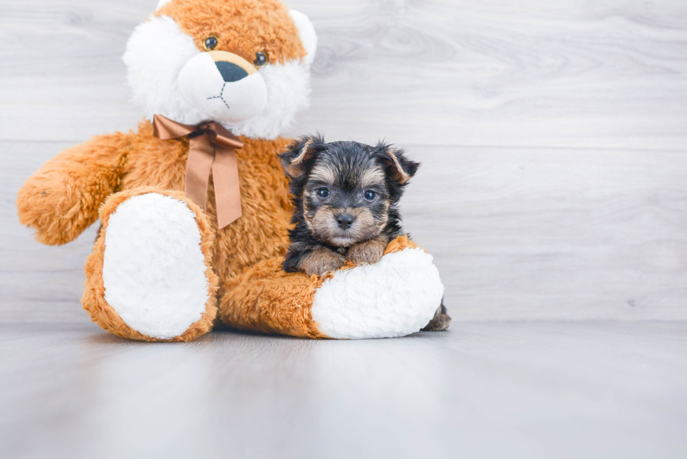 Popular Morkie Designer Pup