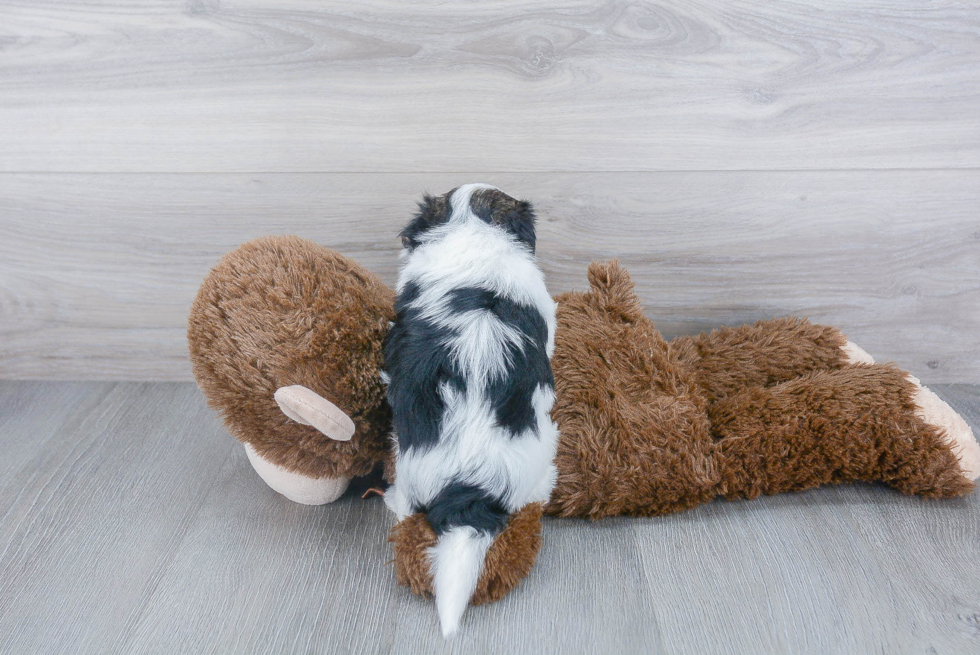 Morkie Puppy for Adoption