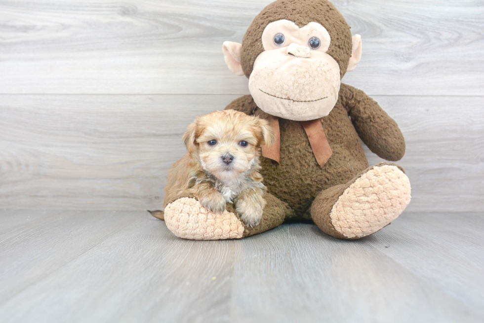 Popular Morkie Designer Pup