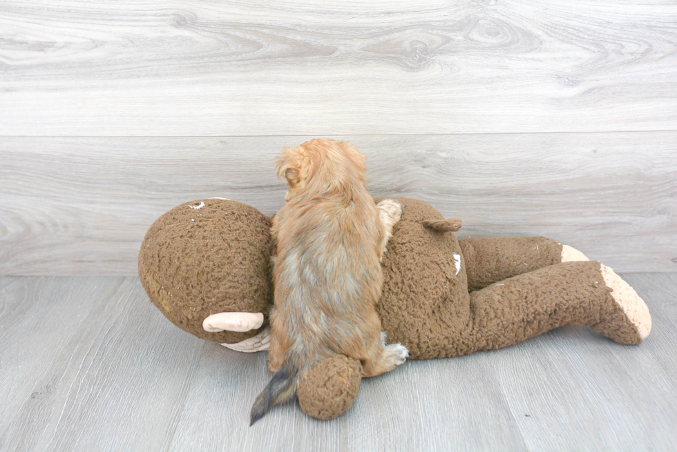 Adorable Yorkie Designer Puppy