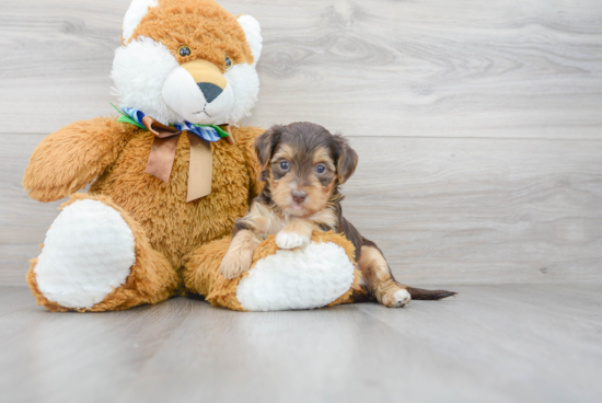 Morkie Pup Being Cute
