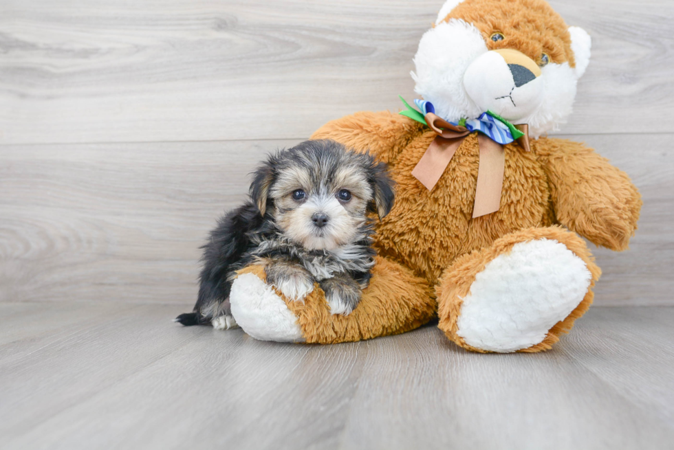 Adorable Yorkie Designer Puppy