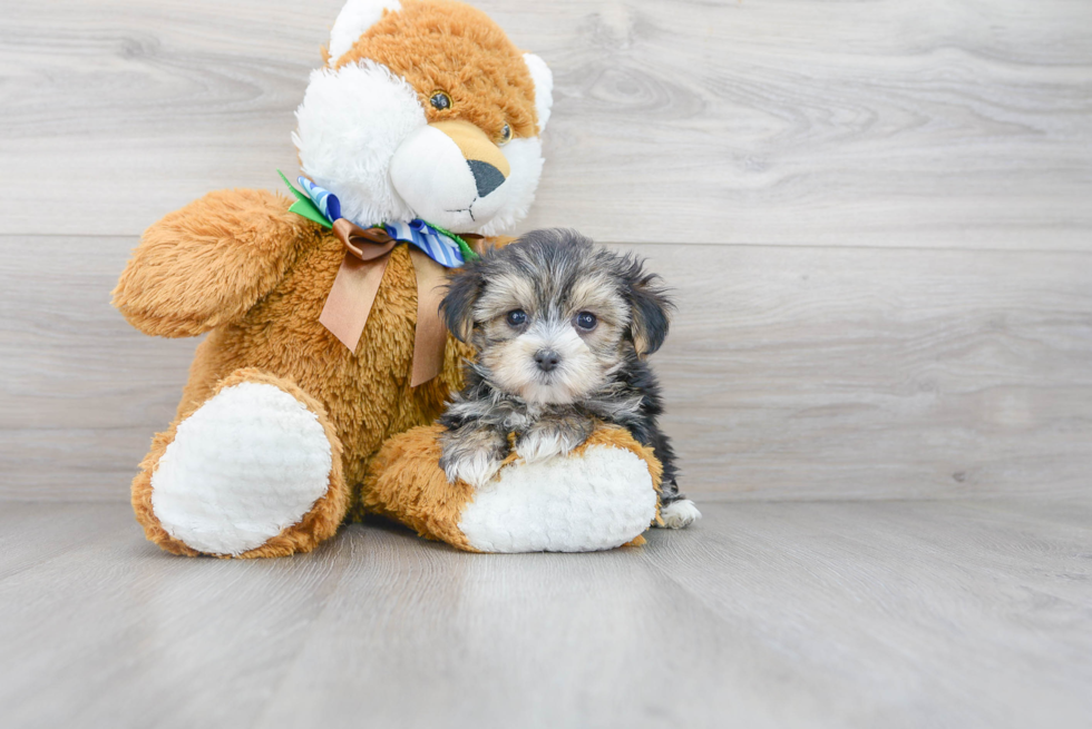 Smart Morkie Designer Pup
