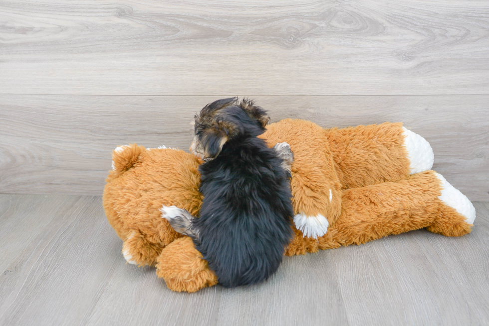 Morkie Puppy for Adoption