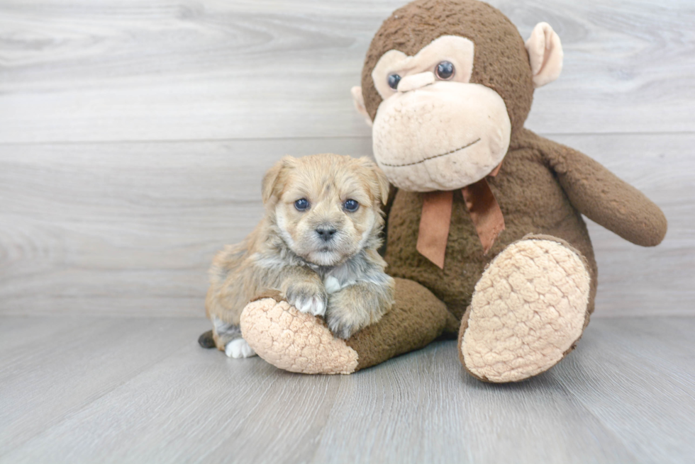 Best Morkie Baby
