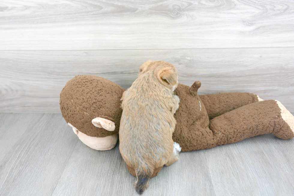 Morkie Pup Being Cute