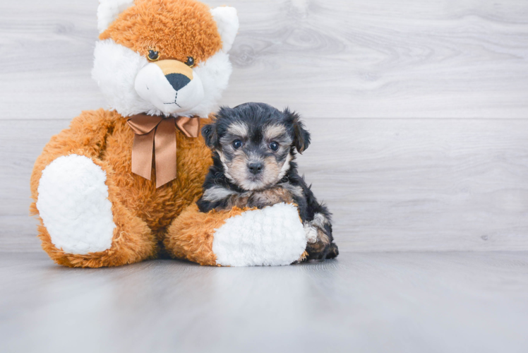 Hypoallergenic Yorkie Designer Puppy