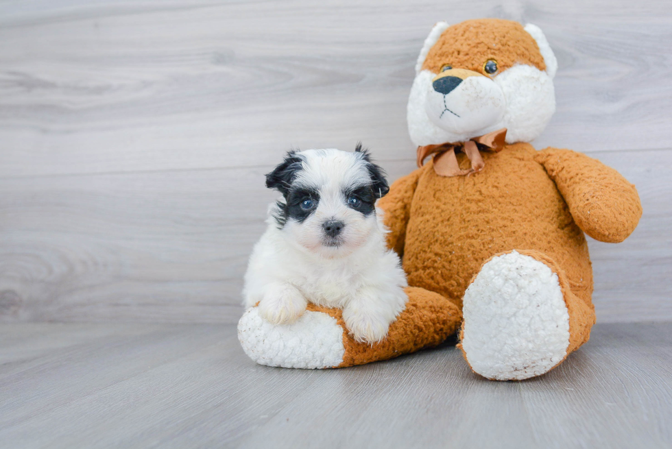 Morkie Puppy for Adoption