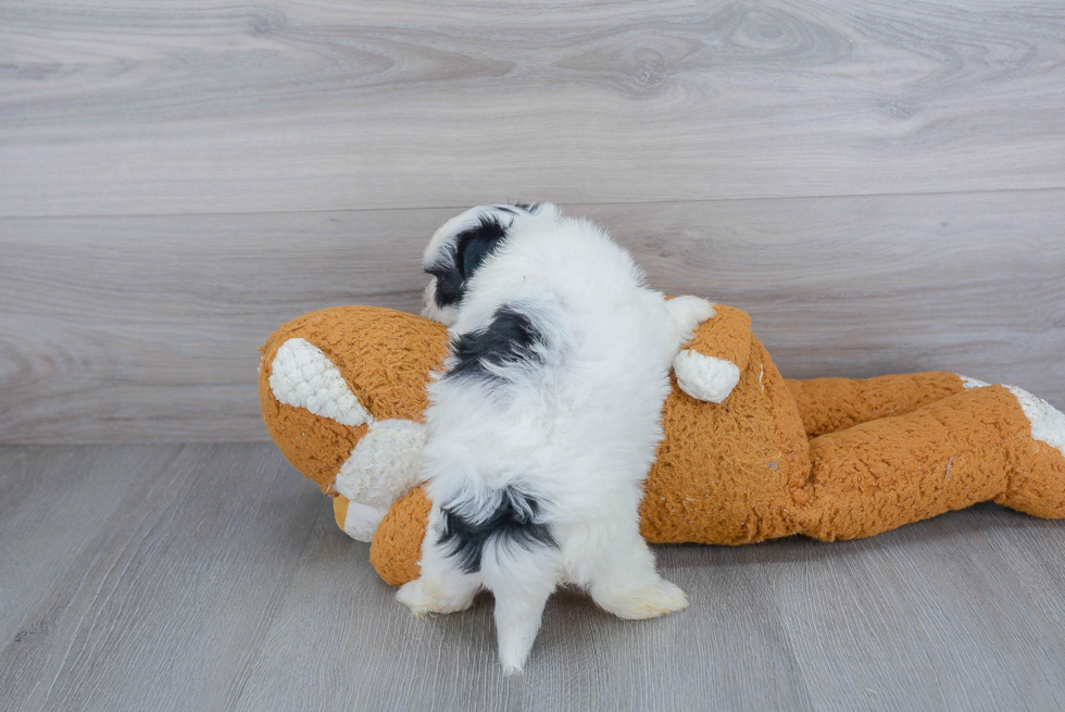 Playful Yorkie Designer Puppy