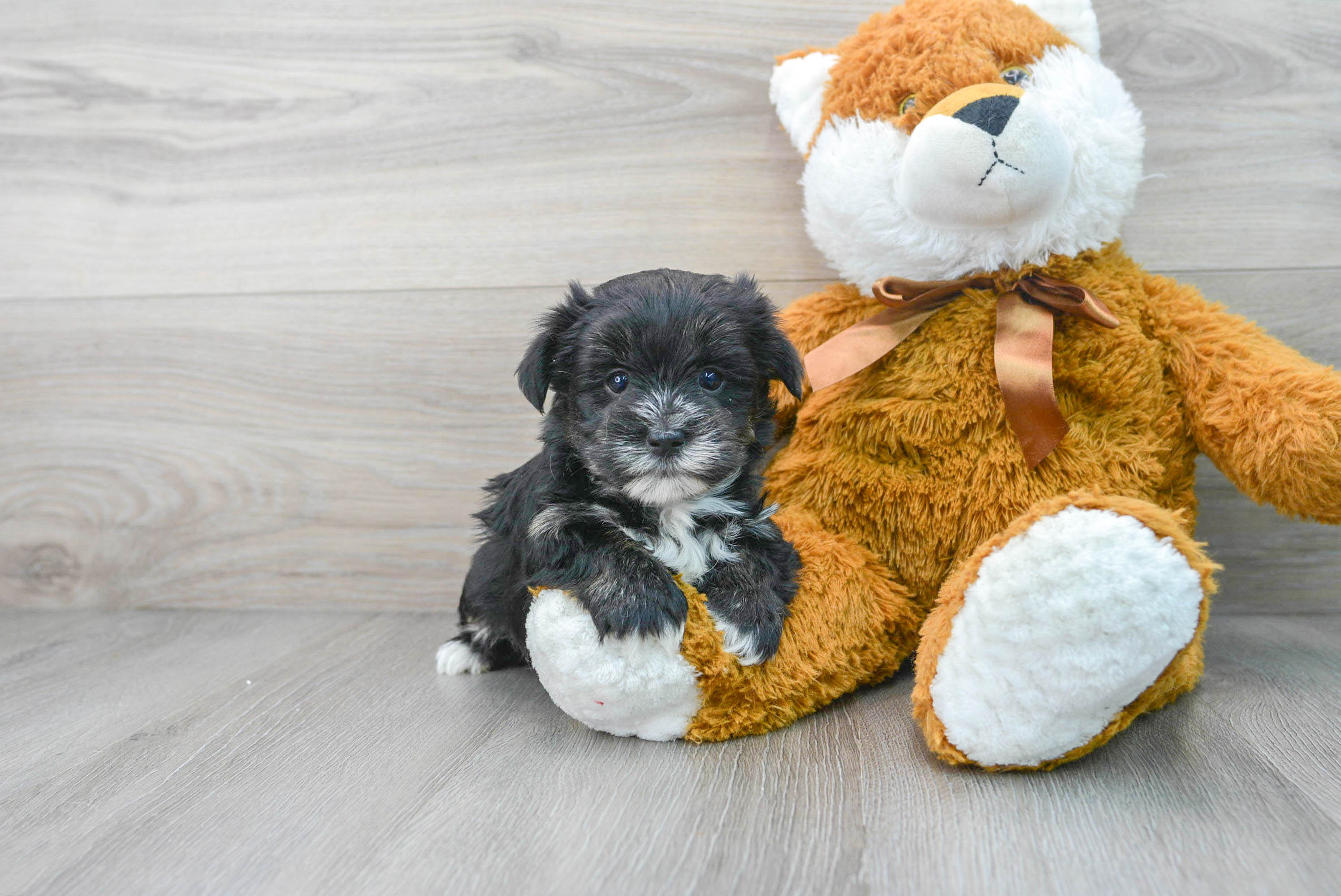 Morkie Pup Being Cute
