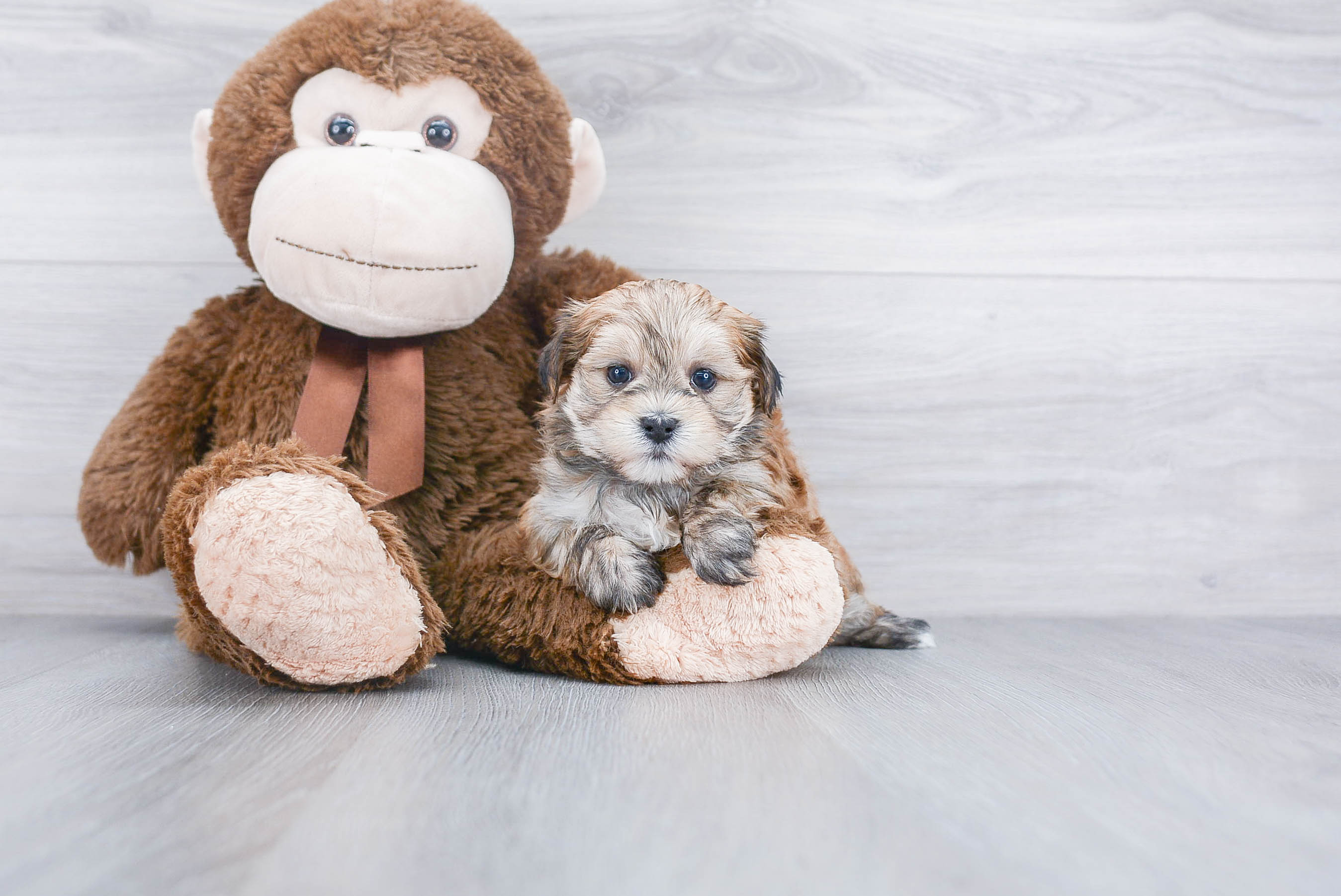 Fluffy Morkie Designer Pup