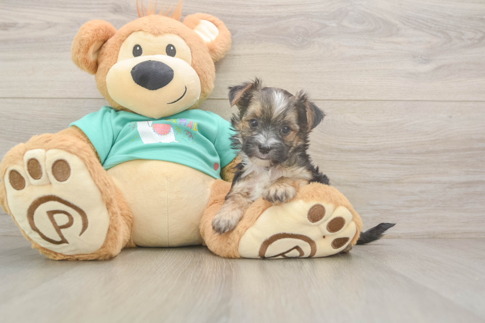 Morkie Puppy for Adoption