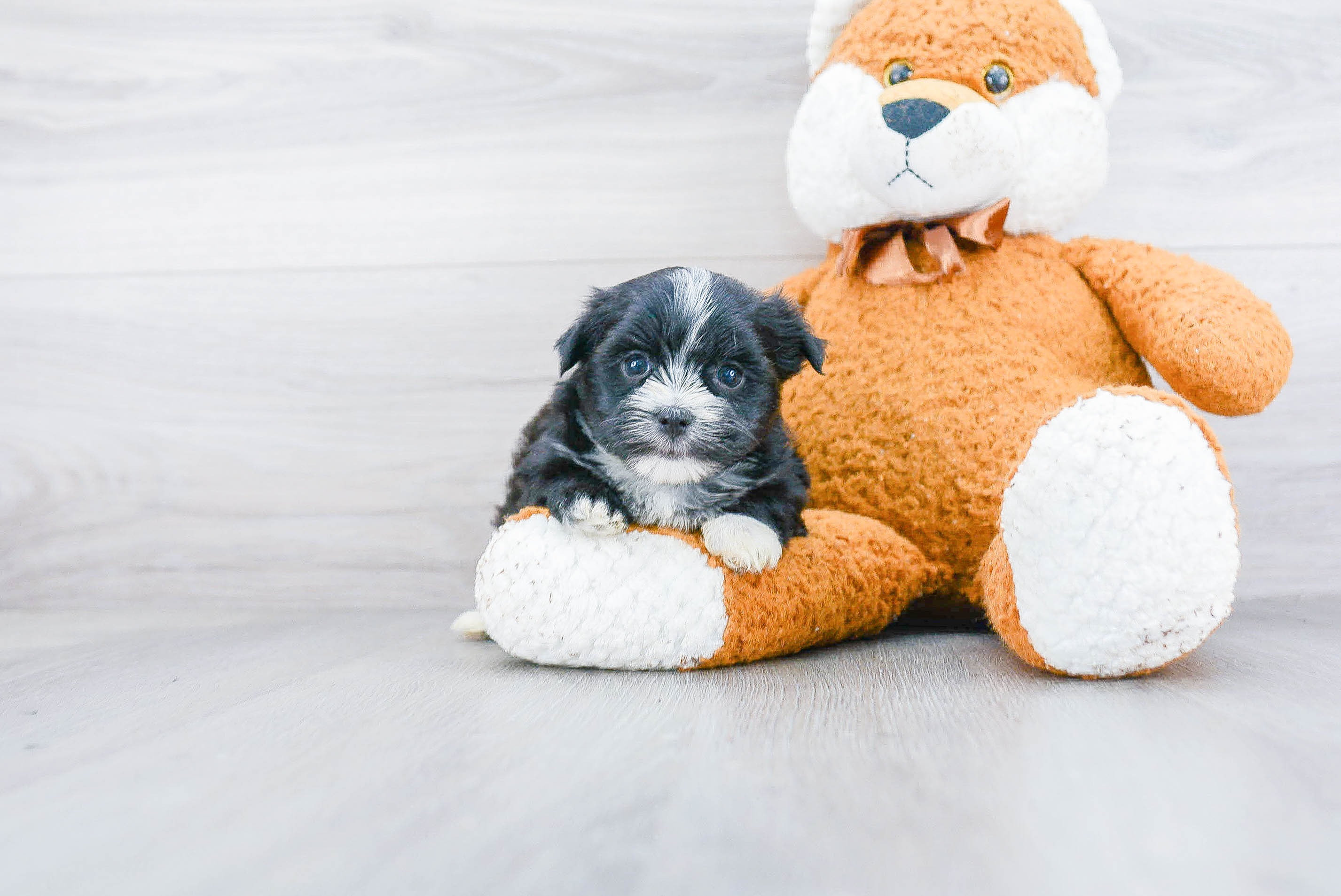 Popular Morkie Designer Pup