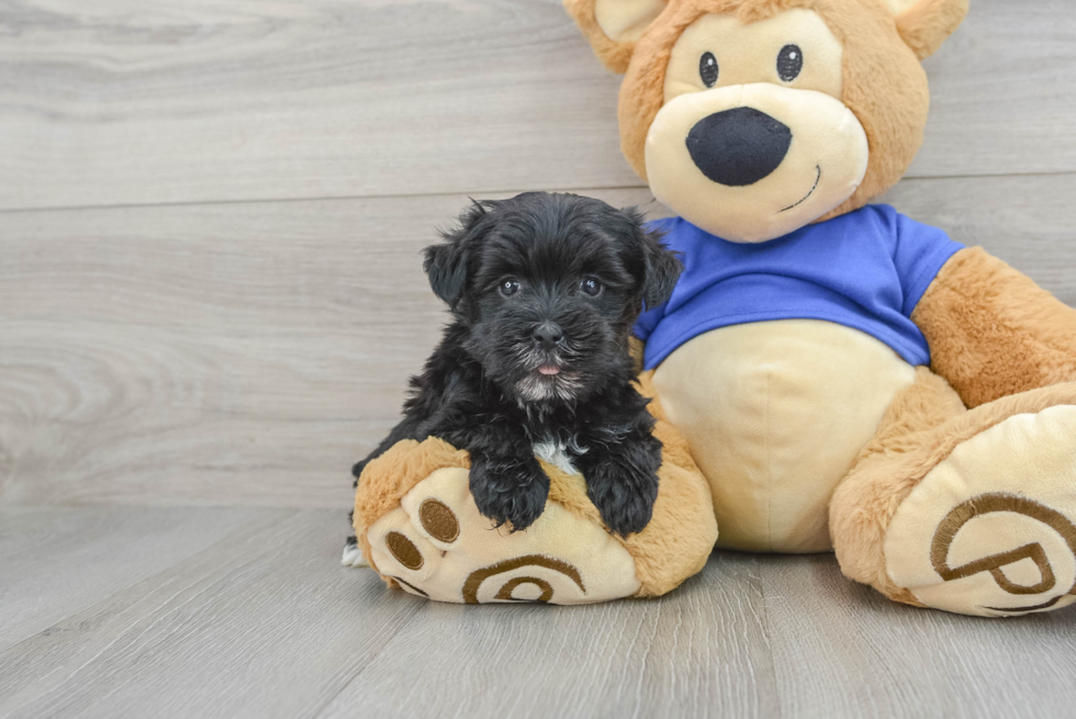 Little Yorkie Designer Puppy