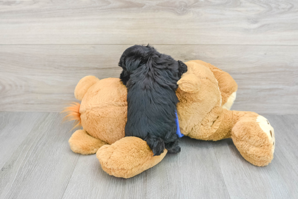 Petite Morkie Designer Pup