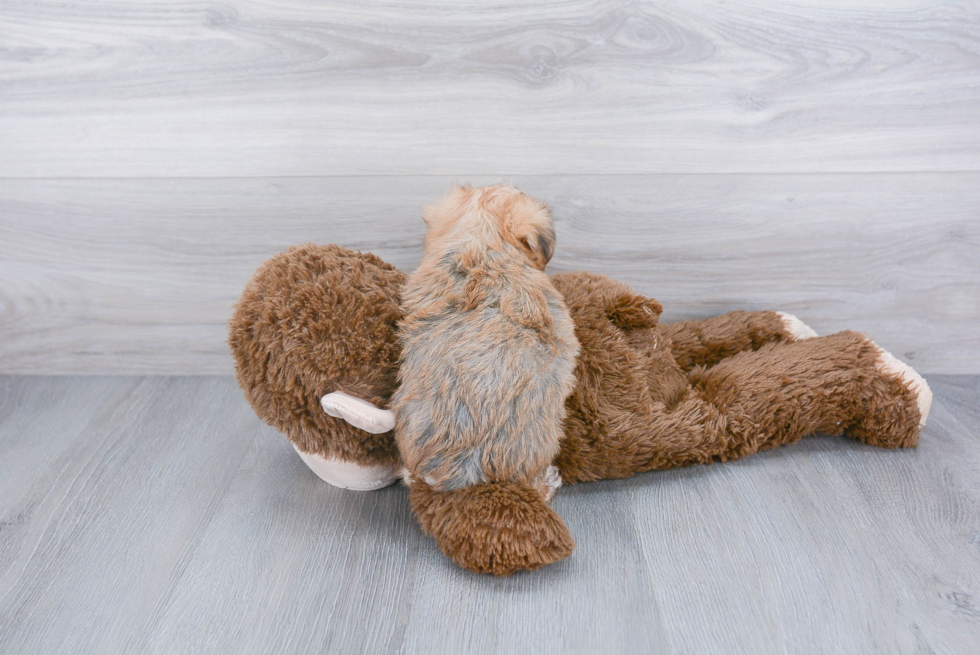 Morkie Pup Being Cute