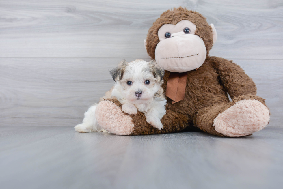 Little Yorkie Designer Puppy