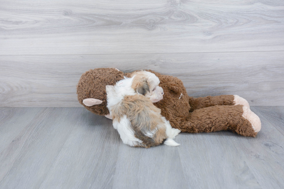 Popular Morkie Designer Pup