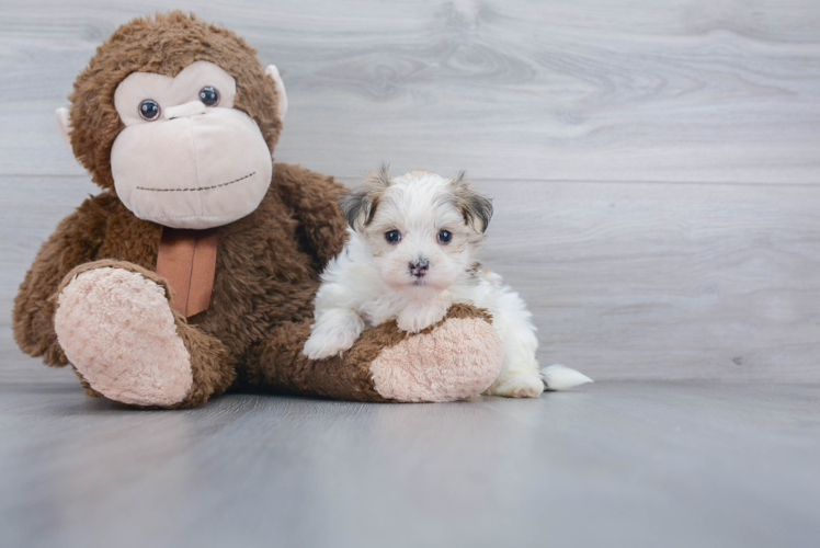 Smart Morkie Designer Pup