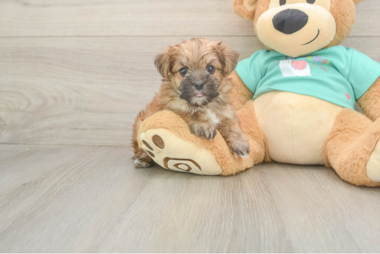 Energetic Yorktese Designer Puppy