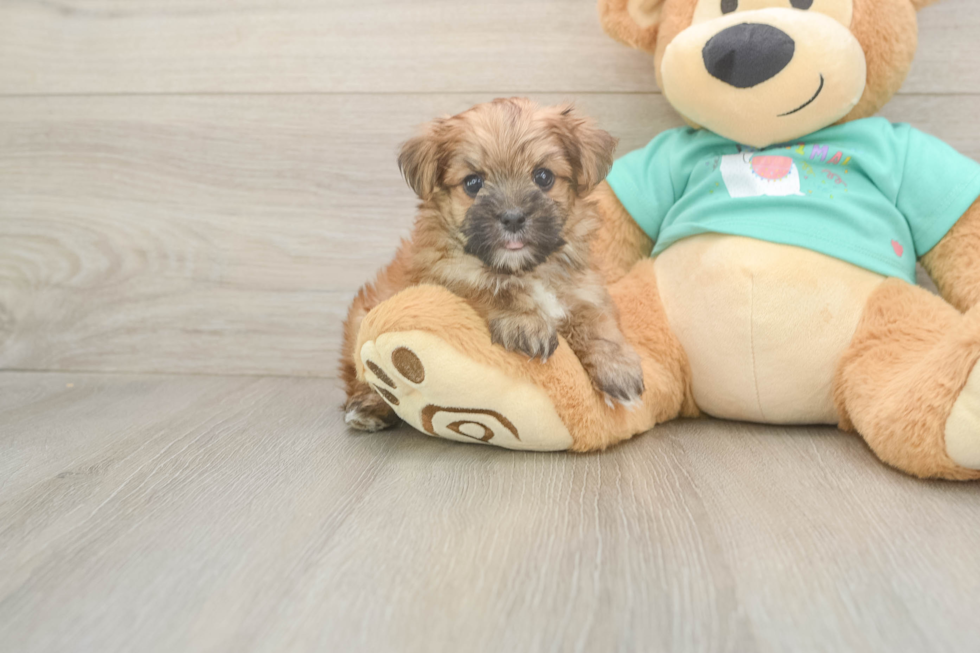 Energetic Yorktese Designer Puppy