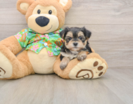 6 week old Morkie Puppy For Sale - Premier Pups