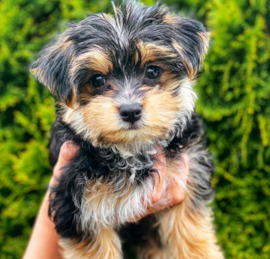 Morkie Puppies For Sale - Premier Pups