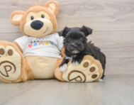 5 week old Morkie Puppy For Sale - Premier Pups