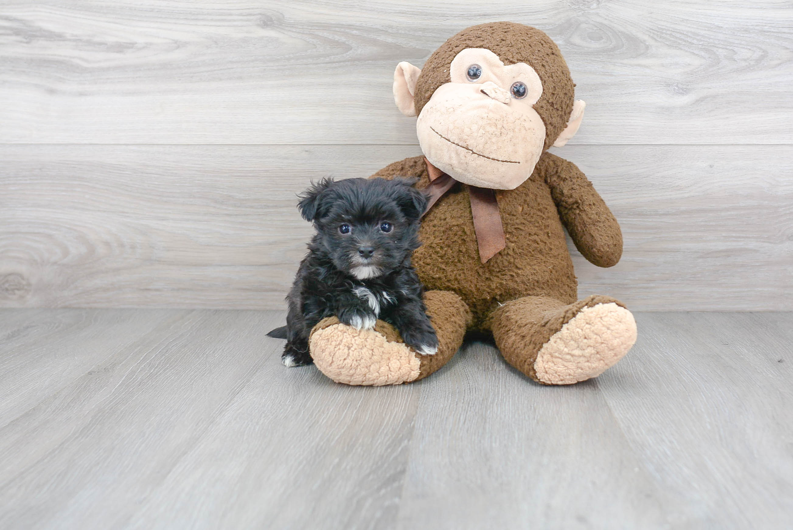 Morkie Puppy for Adoption