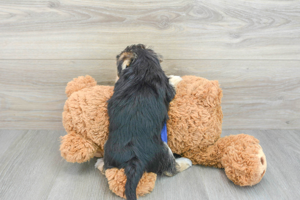 Energetic Yorkie Designer Puppy