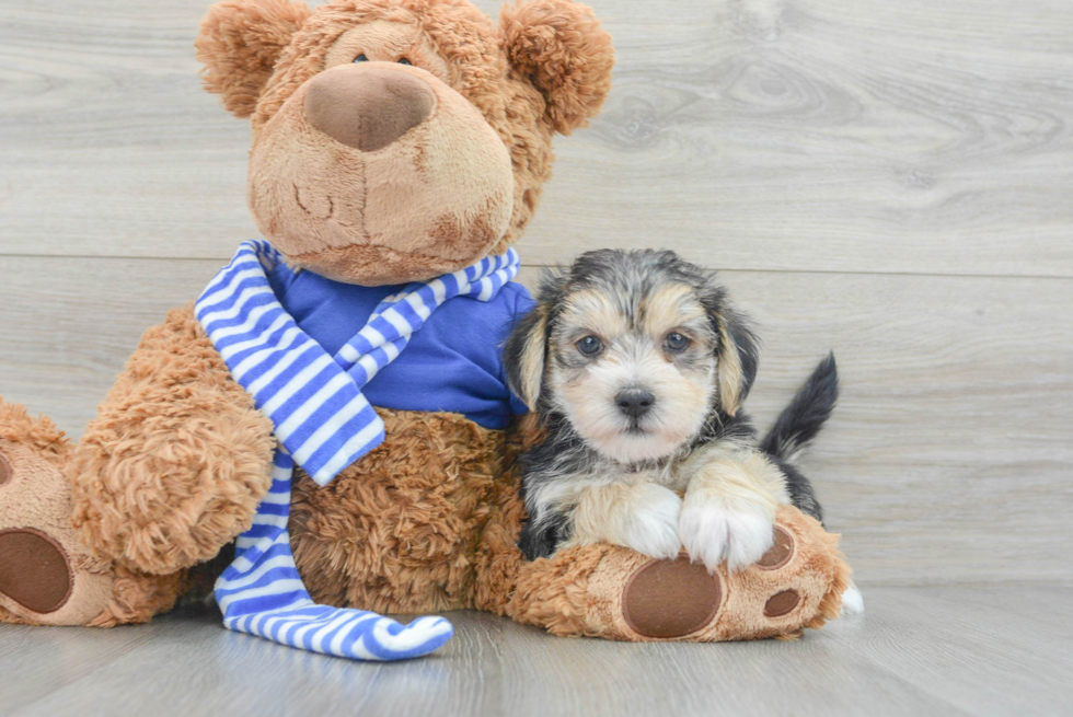 Morkie Pup Being Cute