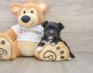 6 week old Morkie Puppy For Sale - Premier Pups