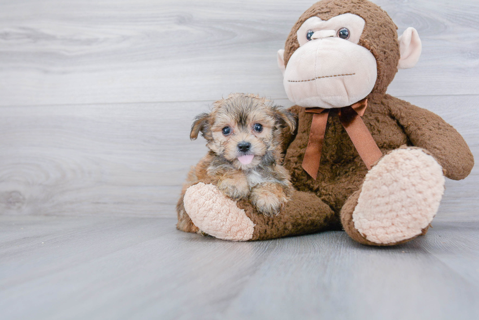 Funny Morkie Designer Pup