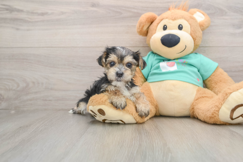 Petite Morkie Designer Pup