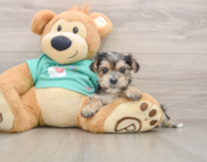 8 week old Morkie Puppy For Sale - Premier Pups