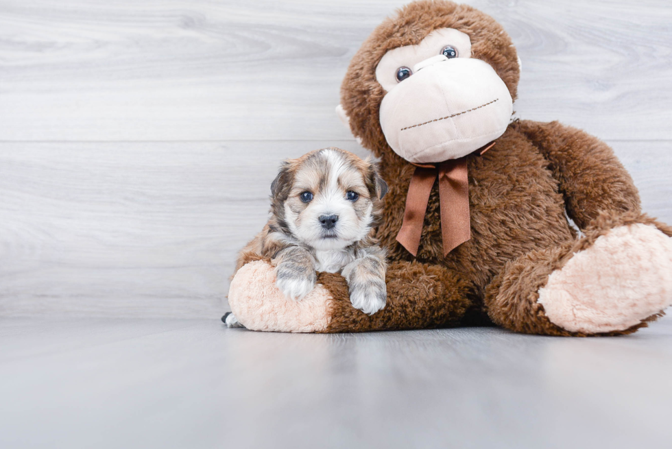 Playful Yorkie Designer Puppy
