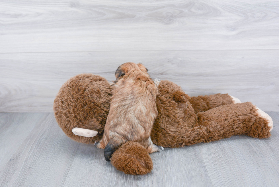 Energetic Yorkie Designer Puppy