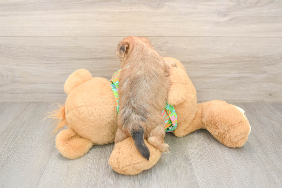 Little Yorkiemalt Designer Puppy