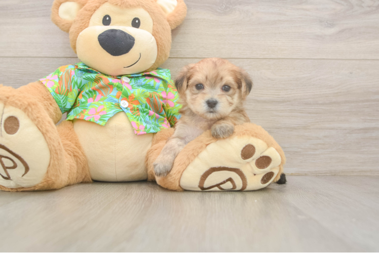 Morkie Pup Being Cute