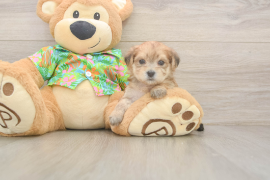 Morkie Pup Being Cute