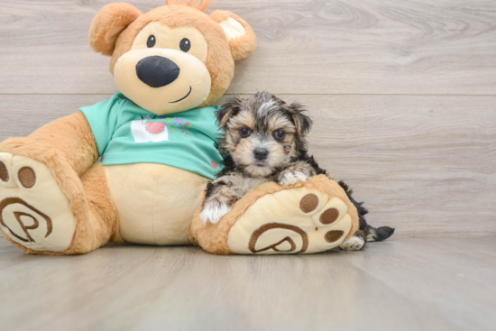 Little Maltiyork Designer Puppy