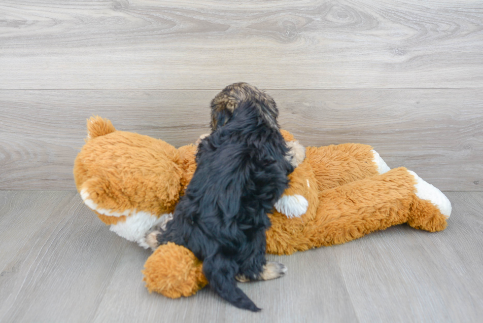 Morkie Puppy for Adoption