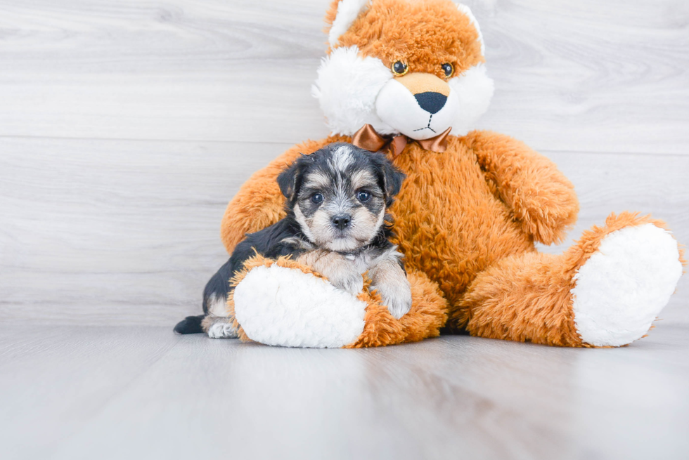 Morkie Pup Being Cute