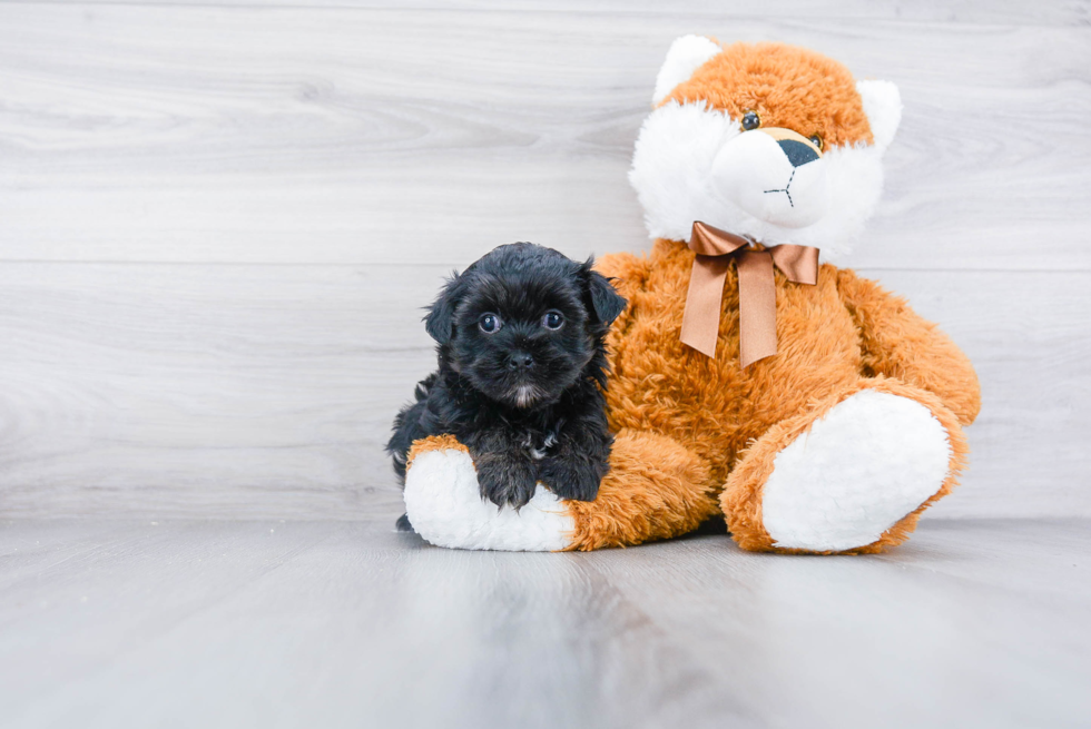 Little Yorkie Designer Puppy